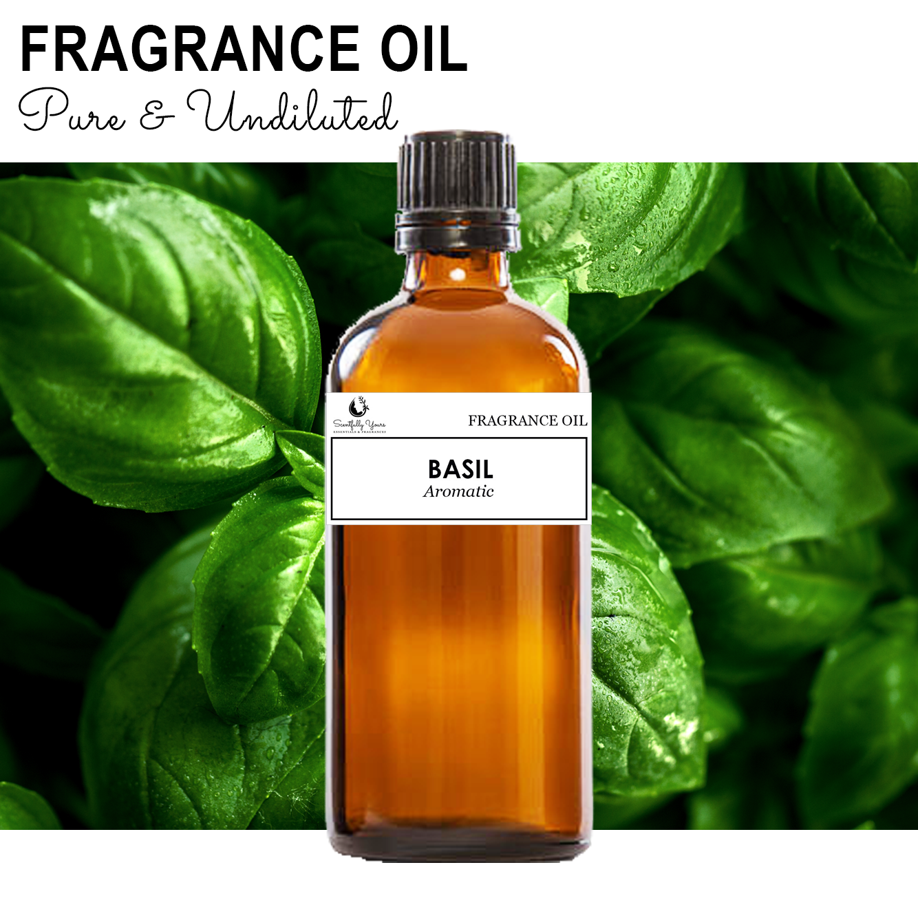 BASIL- Aromatic Fragrance Oil (5ml - 100ml)