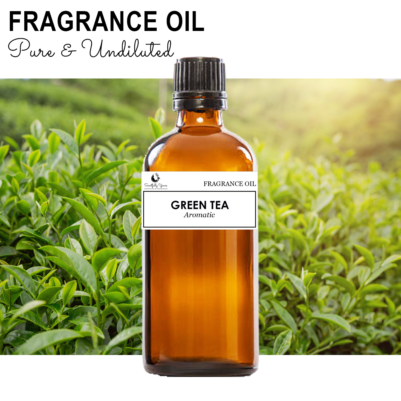 GREEN TEA - Aromatic Fragrance Oil (5ml - 100ml)