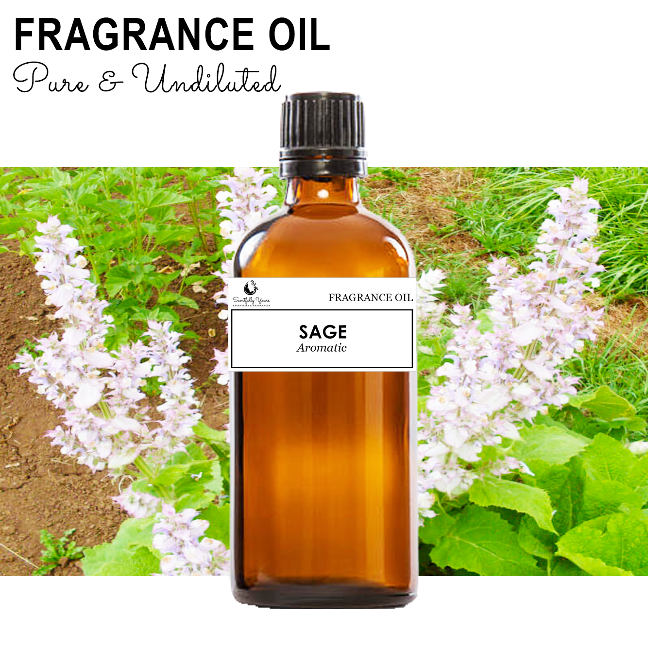 SAGE - Aromatic Fragrance Oil (5ml - 100ml)