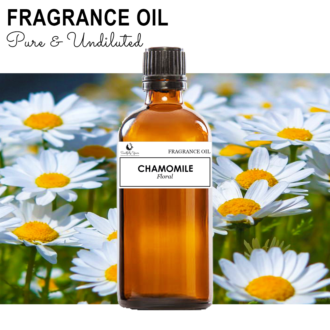 CHAMOMILE - Floral Fragrance Oil (5ml - 100ml)