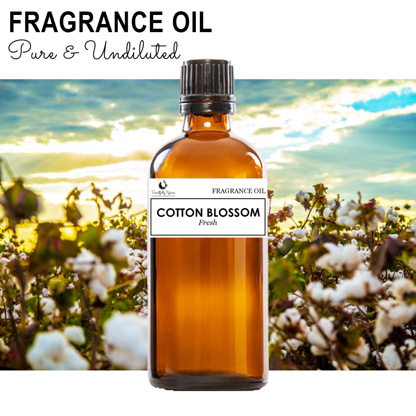 COTTON BLOSSOM - Fresh Fragrance Oil (5ml - 100ml)